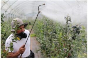 pesticide-spray