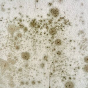 mold spores