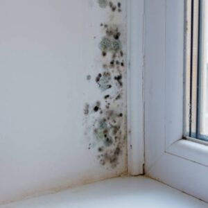 wall mold